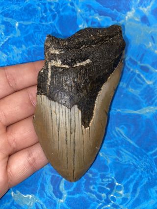 Megalodon Shark Tooth 4.  59” Huge Teeth Big Meg Scuba Diver Direct Fossil 3255