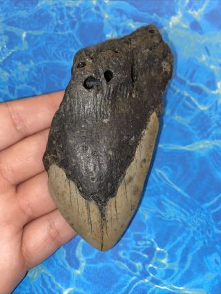 Megalodon Shark Tooth 4.  59” Huge Teeth Big Meg Scuba Diver Direct Fossil 3242