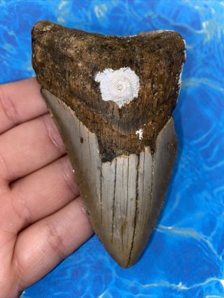 Megalodon Shark Tooth 4.  07” Huge Teeth Big Meg Scuba Diver Direct Fossil 3240