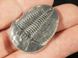 A Big 100 Natural Trilobite Fossil From Utah 1.  11