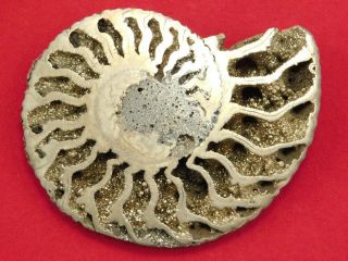 A Polished Pyrite Ammonite Fossil Volga River Russia 17.  5gr