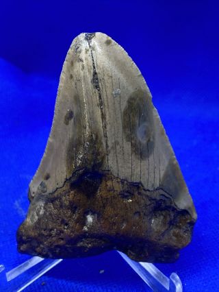 6 - 31 3.  30” Megalodon Shark Tooth Fossil 100 Authentic