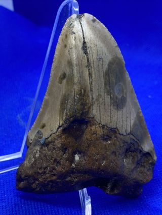 6 - 31 3.  30” Megalodon Shark Tooth Fossil 100 Authentic 2