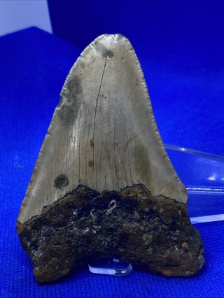 6 - 31 3.  30” Megalodon Shark Tooth Fossil 100 Authentic 3