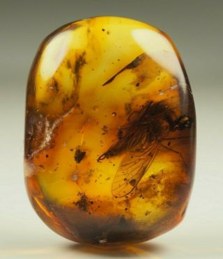 Rare Huge Insect Inclusion In Baltic Amber Stone 2.  3 G.