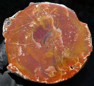 Mw: Petrified Wood Araucaria - Arizona - Face Polished Specimen