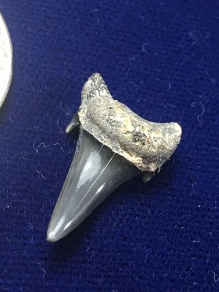 Rare Paleohypotodus Bronni Cretaceous Fossil Shark Tooth Enci Quarry Netherlands