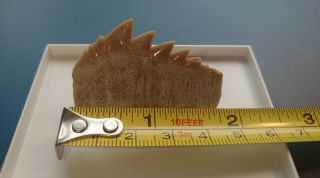 Cow Shark Tooth Fossil Morocco Rare 4.  5cm Large Specimen