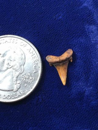 ORANGE Carcharias Heathi Fossil Cretaceous Sand Shark Tooth CO 2