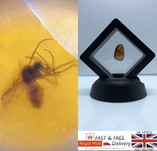 100 Million Year Old Fat Mosquito In Burmese Amber/brumite With Display Frame 75