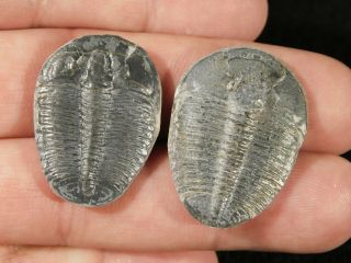 Two 100 Natural Trilobite Fossils Utah 8.  88