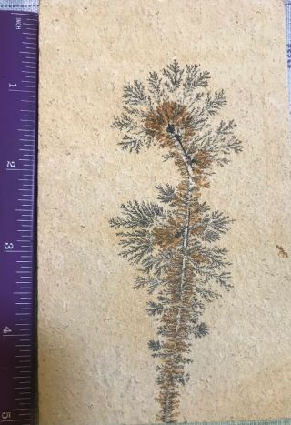 Fossilized Fern Or Other Plant