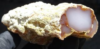 Mw: Petrified Wood Chalcedony Limb Cast - Texas Springs,  Nevada - Polished Limb