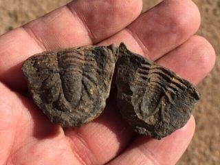 Very Rare Fossil Lichid Trilobite Belenopyge Bolivia Devonian