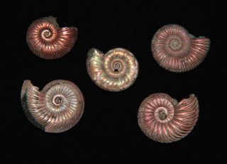 Ammonite Quenstedtoceras Grossouvria Peltoceras Russia