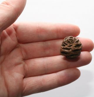 Metasequoia Pine Cone Dinosaur Age Fossil - Hell Creek Formation Cretaceous 430