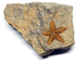 Starfish Fossil Ordovician 450 Million Years Ago Morocco 16484 5o