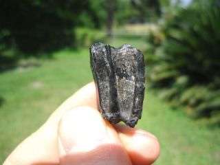 Top Quality Three Toed Horse Molar Tooth Florida Fossils Extinct Ice Age Equus @
