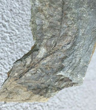 Archaeopteris roemeriana DEVONIAN fossil plant FOSSIL BELGIUM 2