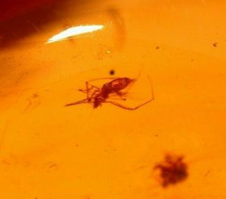 2 Spiders With Fulgoroid Insect In Authentic Dominican Amber Fossil Gemstone