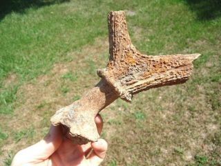 Unique Red Deer Antler Fossils Norfolk Horn Bones Skull Tooth Teeth Ice Age Fl @