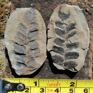 Carboniferous Seed Fern Plant Fossil Poss Neg - Uk Seller