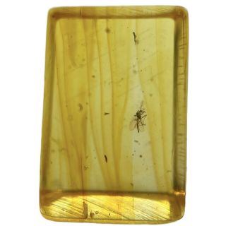 Baltic Amber With Fossil Insect Inclusion Fse353 ✔100 ✔uk Seller