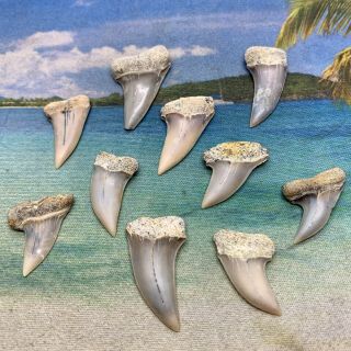 Bakersfield Mako Shark Tooth Group - Isurus Planus - Quality - Not Megalodon