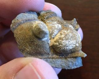 Very Rare Fossil Trilobite Schizostylus Bolivia Devonian