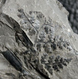 , Well Preserved Carboniferous Fossil Plant - Renaultia Schwerini