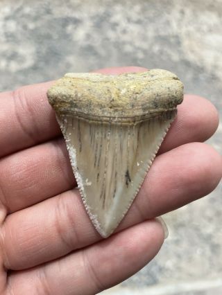 Large Serrated 2.  25” Fossil Great White Shark Tooth