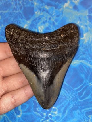 Megalodon Shark Tooth 4.  07” Huge Teeth Big Meg Scuba Diver Direct Fossil 3174