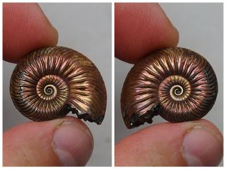 27mm Quenstedtoceras Pyrite Ammonite Fossils Fossilien Russia Golden