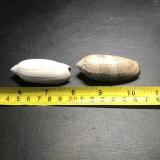 Fossil Olive Sea Shell From Pliocene Age / Sarasota Florida With Modern Example