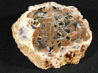 Petrified Wood Fossil Polished 371gr