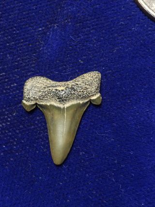 Green Cretalamna Appendiculata Fossil Cretaceous Shark Tooth Nj