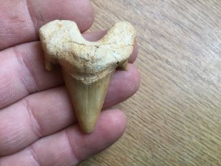 Large Fossil Sharks Tooth Otodus Obliquus 50 Milion Years Old