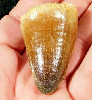 A Big 100 Natural 99 Million Year Old Mosasaurus Tooth Fossil 45.  7gr