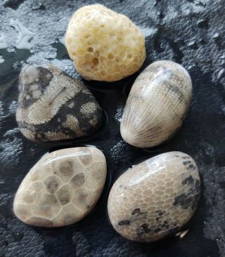 5 Unpolished Michigan Fossils Petoskey Stone Hexagonaria Horn Coral C3