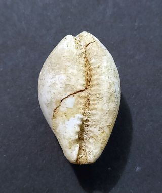 Zoila Campestris Fossile,  Eocene (australia)