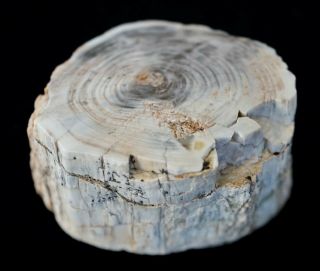 Smaller Full Round Conifer From Badger Flat,  Nv Polished Petrified Wood -