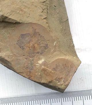 Cambrian Fossil Naraoia Spinosa,  Professional Teaching,  Cool No.  M8
