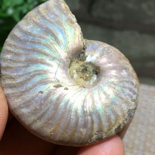 Raw Rainbow Iridescent Ammonite Shell Specimen Madagascar 29g B4884
