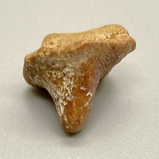 Rare 0.  83 " Fossil Extinct Shell - Crushing Shark Tooth - Dallas,  Tx