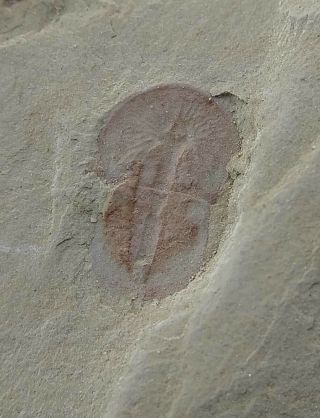 Cambrian Fossil Naraoia Spinosa,  Professional Teaching,  Cool No.  H44