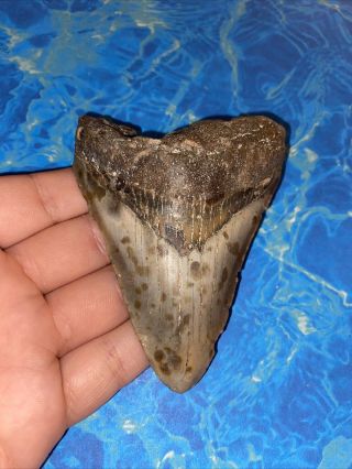 Megalodon Shark Tooth 3.  74” Huge Teeth Big Meg Scuba Diver Direct Fossil 3662
