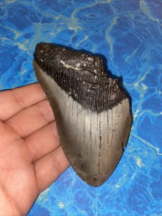 Megalodon Shark Tooth 4.  75” Huge Teeth Big Meg Scuba Diver Direct Fossil 3660
