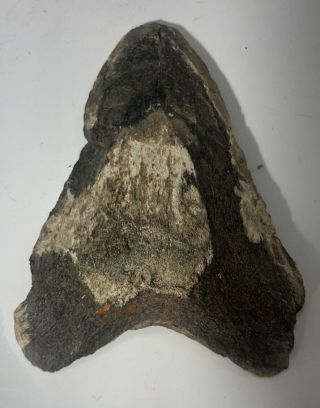 Big 4.  5” Inch 4 1/2 Fossil Megalodon Prehistoric Partial Shark Tooth Great White