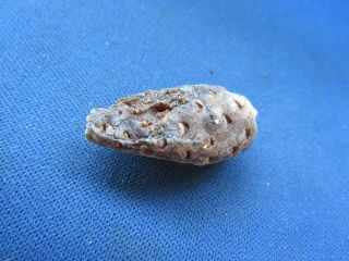 Vintage Fossil Fossilized Pine Cone,  With Seeds And Seed Holes