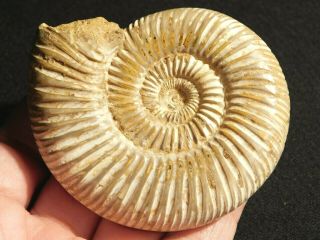 A Larger Polished 200 Million Year Old White Ribbed Ammonite Fossil 150gr